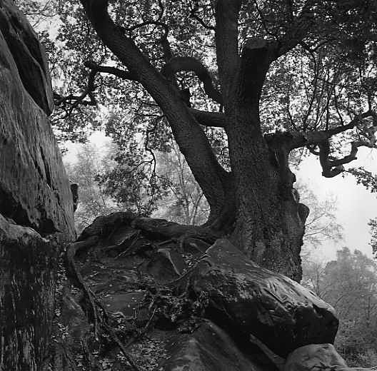  - More trees