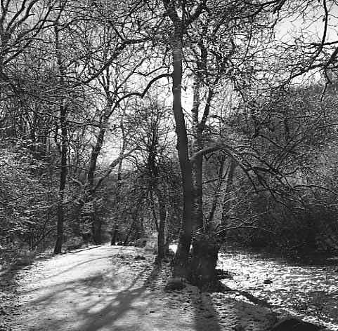 Dovedale, Derbyshire in snow - Trees in Winter
