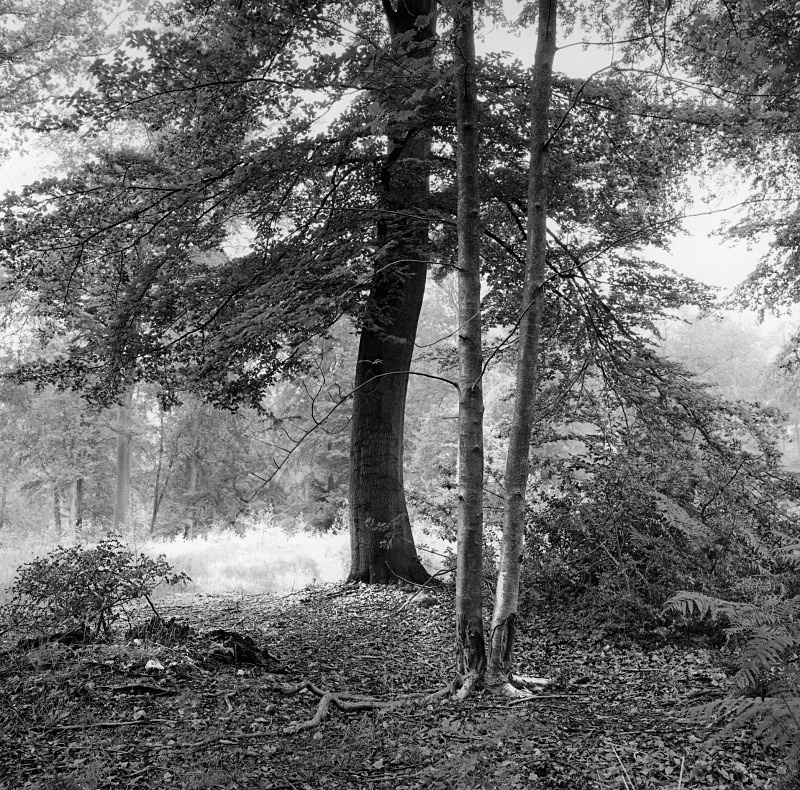 - More trees