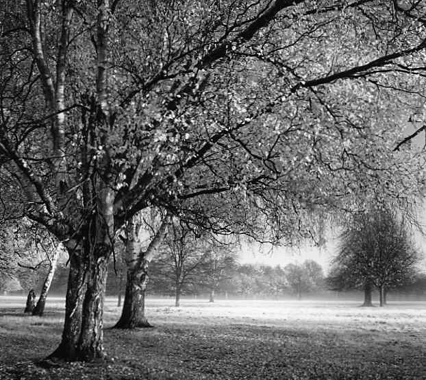  - Trees in morning light