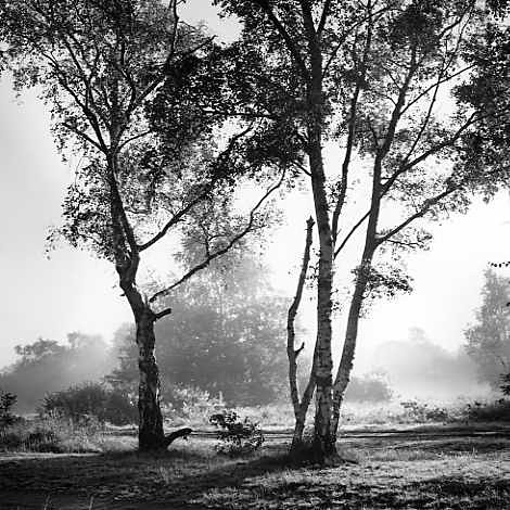  - Trees in morning light
