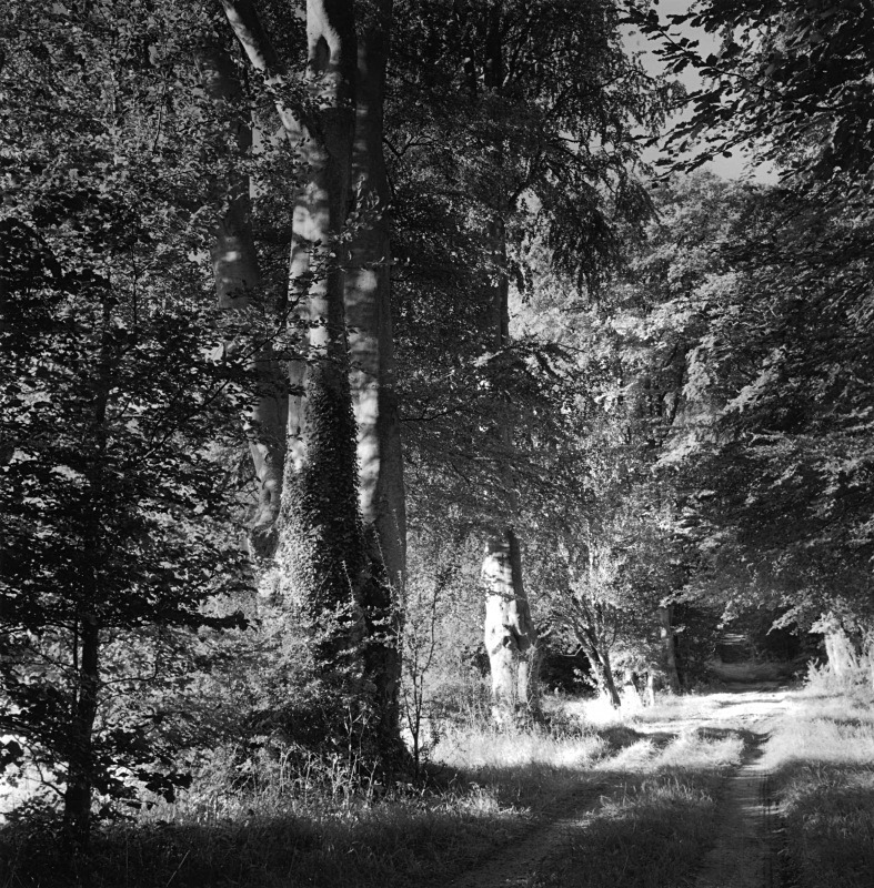 - Trees in morning light