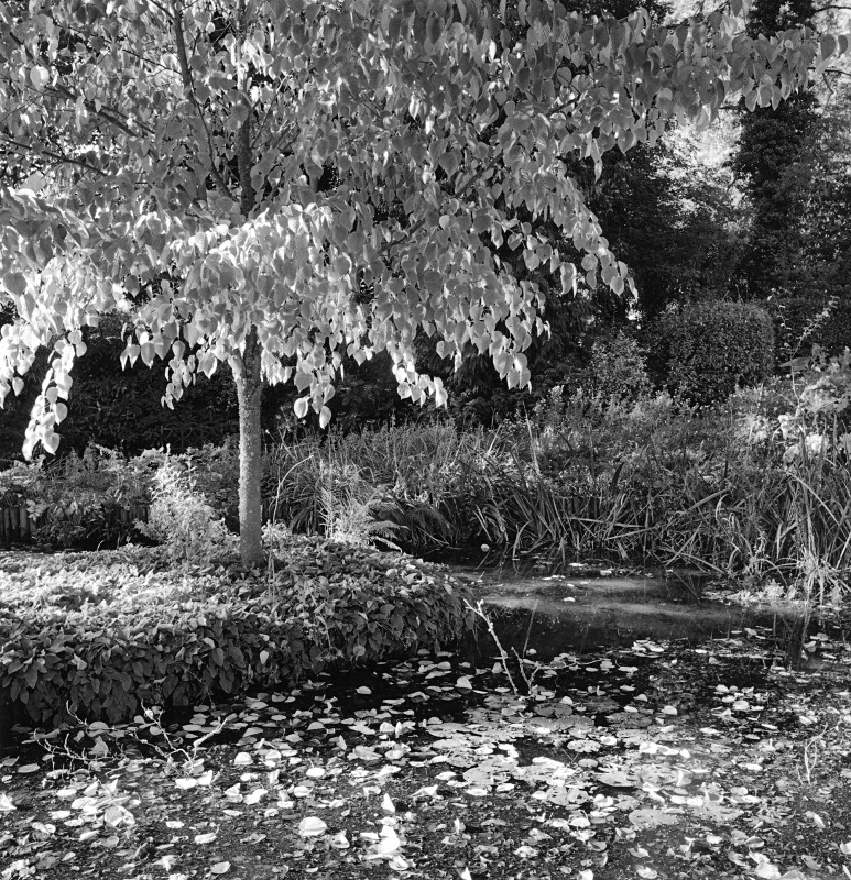  - Gardens at The Old Rectory, Netherbury