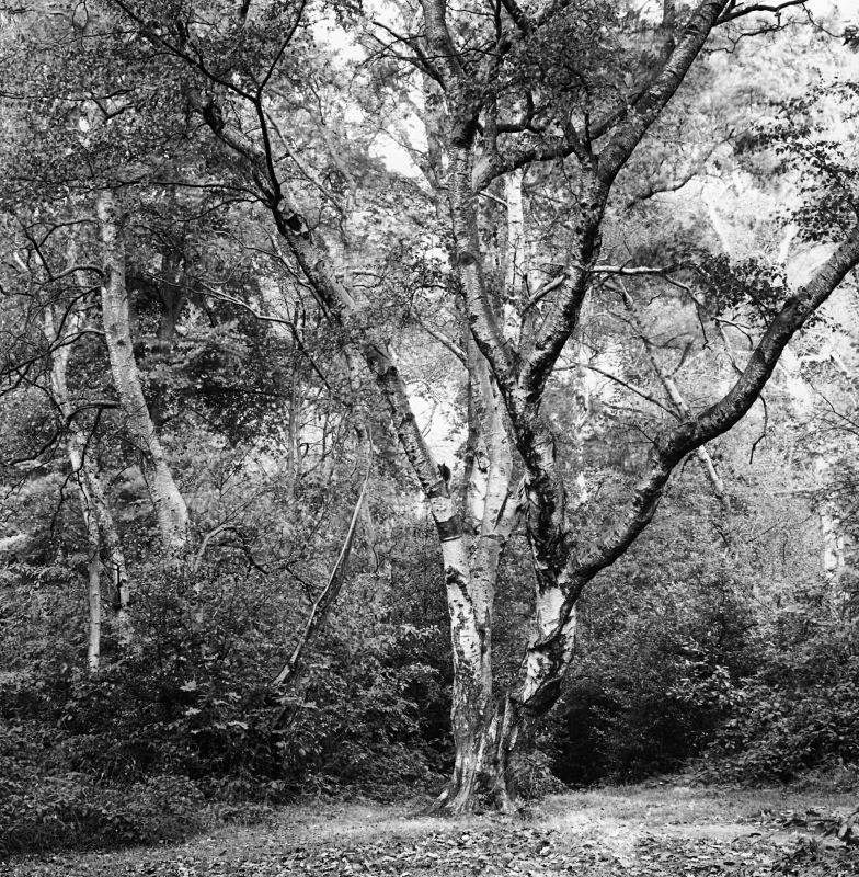  - More trees