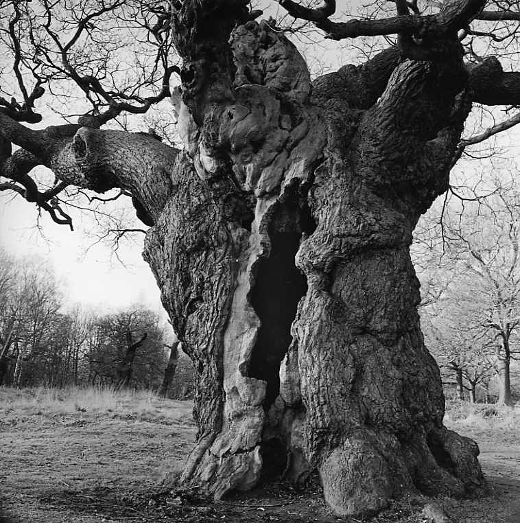  - Trees of character