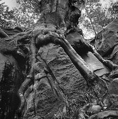  - More trees