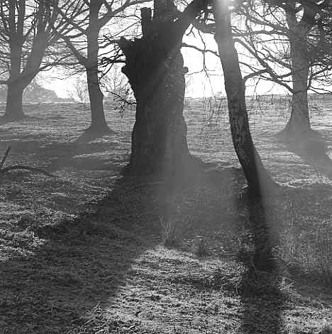  - Trees in morning light