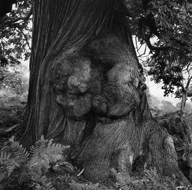  - Trees of character