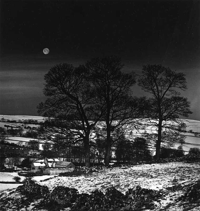 - Trees in Winter