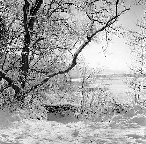 Yorkshire - Trees in Winter