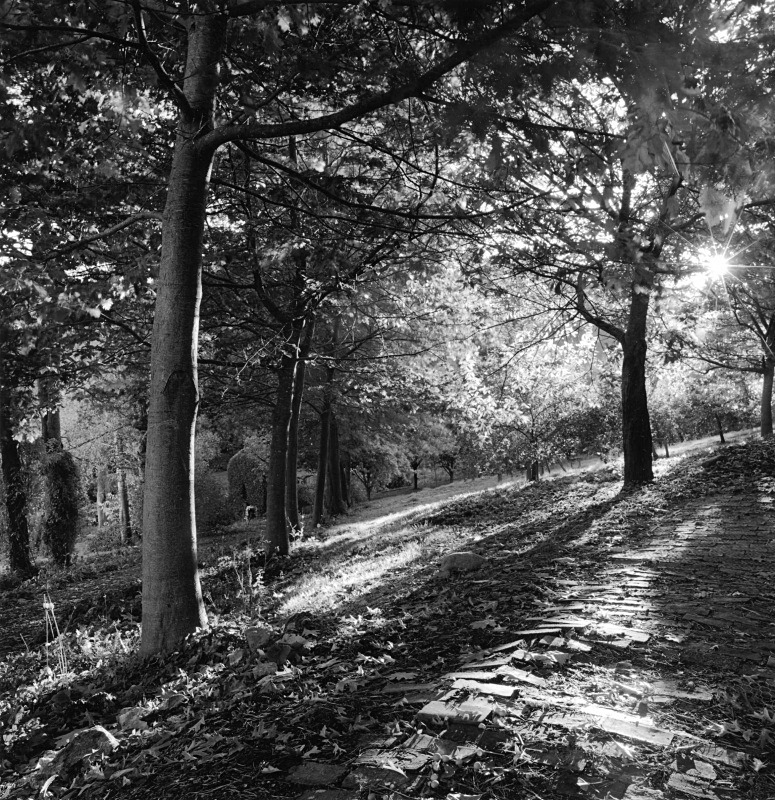 - Gardens at The Old Rectory, Netherbury