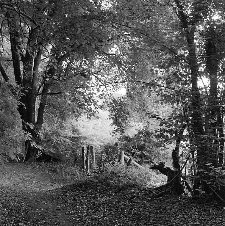  - Trees in morning light