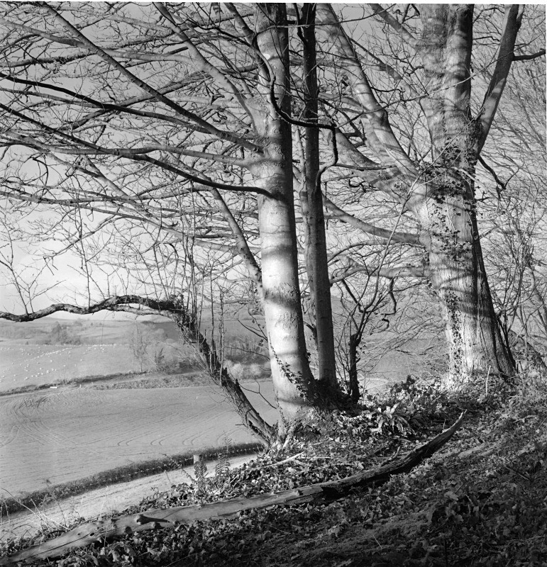  - More trees