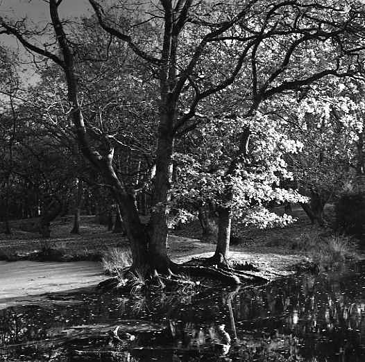 North Woods, Hampstead, London - Trees beside water