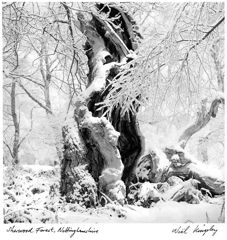  - Trees in Winter