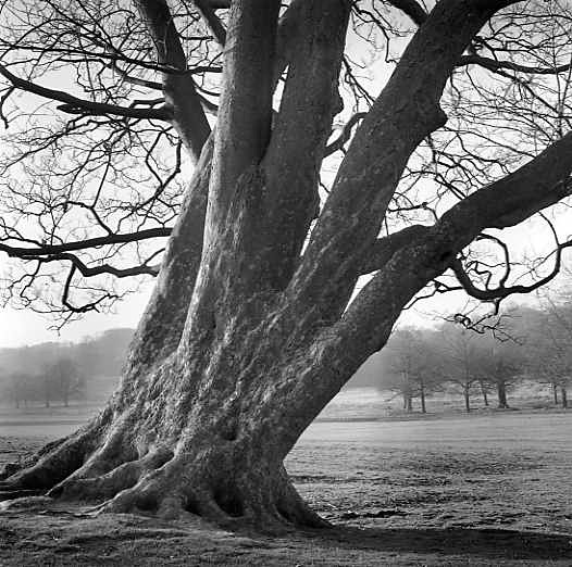  - More trees