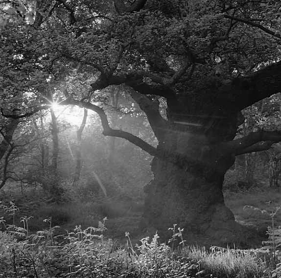  - More trees