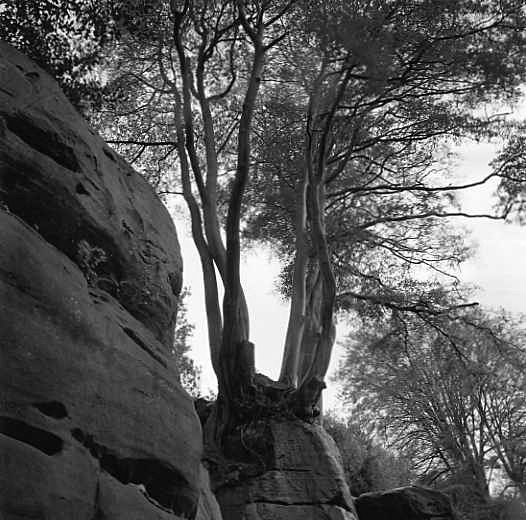  - More trees