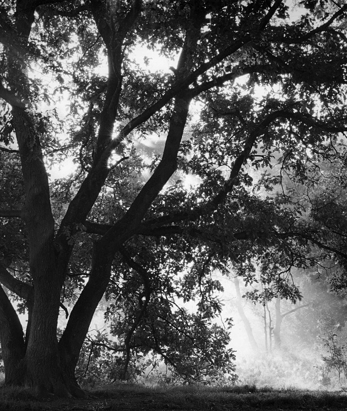  - Trees in morning light