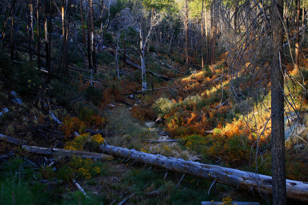 Autumn in the Catalinas - Tuscon, Arizona
