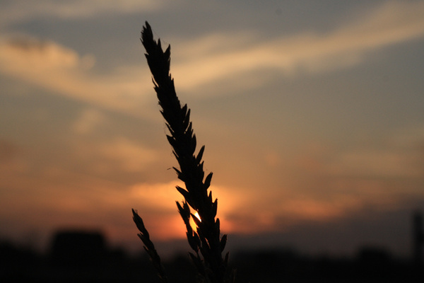 Tassel silhouette. - SW Minnesota
