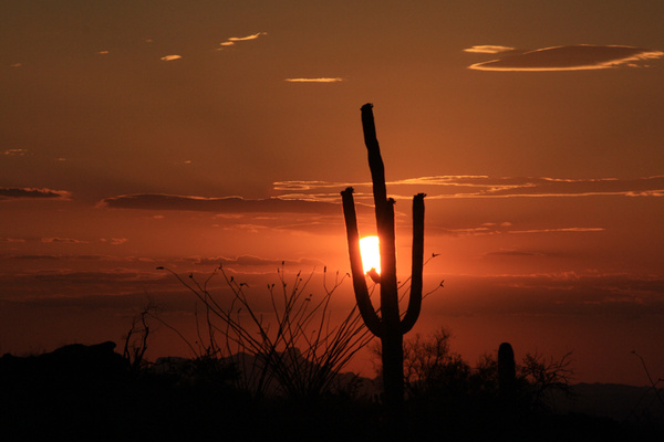 Sunset & Saguaro - Tuscon, Arizona