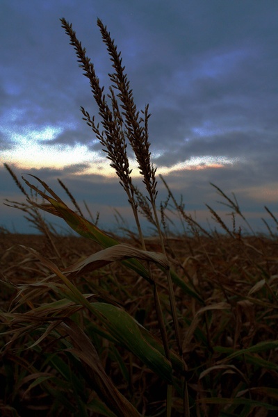 Cornfield at Dusk - SW Minnesota