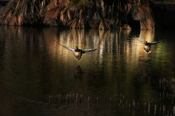 Landing - Tuscon, Arizona