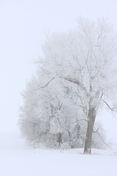 Winter scene - SW Minnesota