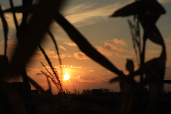 Corn Sunset - SW Minnesota