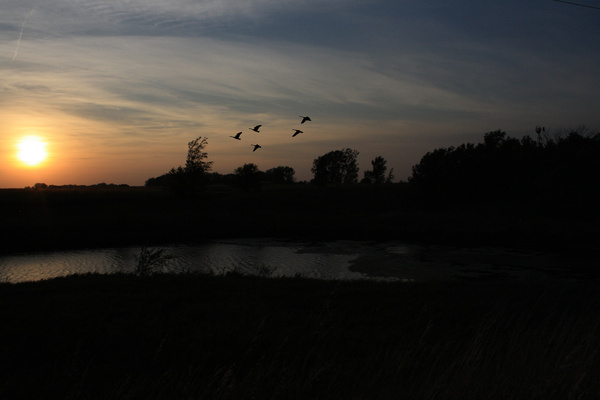 Geese sunset - SW Minnesota