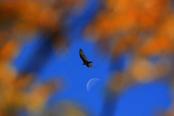 Free Bird - SW Minnesota