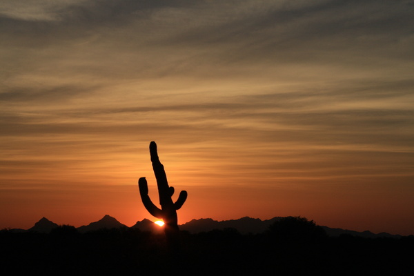 Saguaro Sunset - Tuscon, Arizona