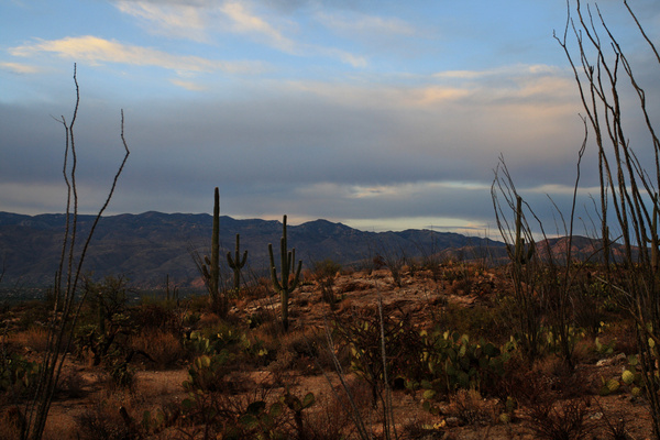Desert Autumn - Tuscon, Arizona