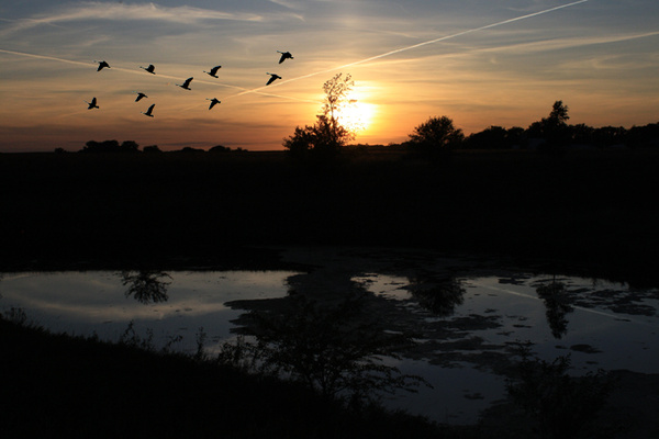 Geese at Dusk - SW Minnesota