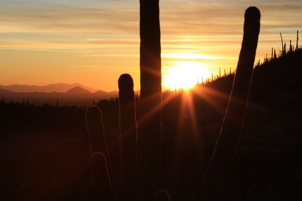 Autumn Flare - Tuscon, Arizona
