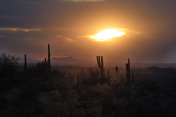 Saguaro National Sunset - Tuscon, Arizona