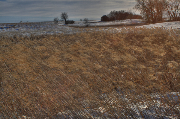 Winter sloughgrass - SW Minnesota