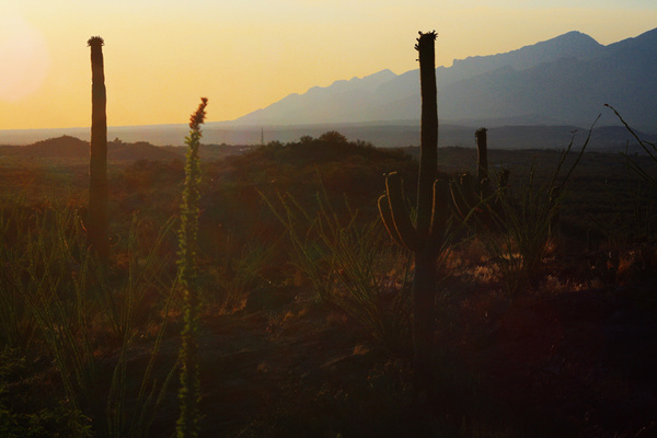 Desert Exposure - Tuscon, Arizona