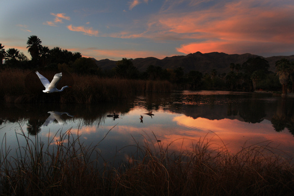 Egret at Dusk - Tuscon, Arizona
