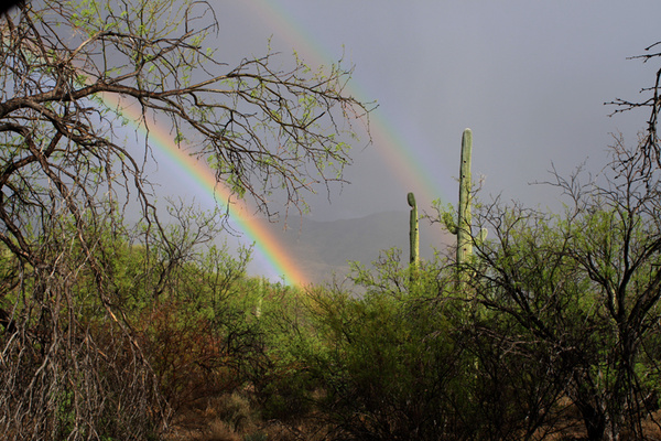 Saguaro National Park Rainbow - Tuscon, Arizona