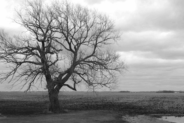 Willow on the Prairie - Nature