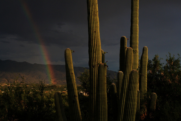 Saguaro Rainbow - Tuscon, Arizona
