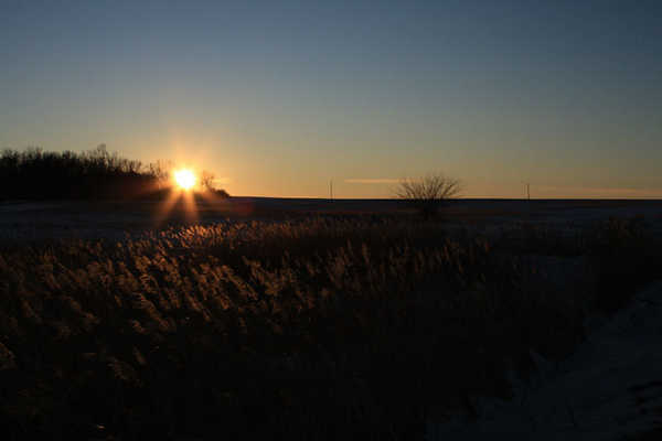 Sloughgrass - SW Minnesota