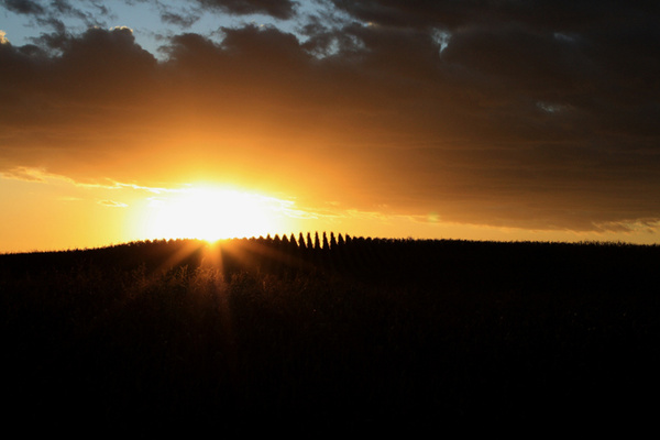 Cornfield Sunset - SW Minnesota