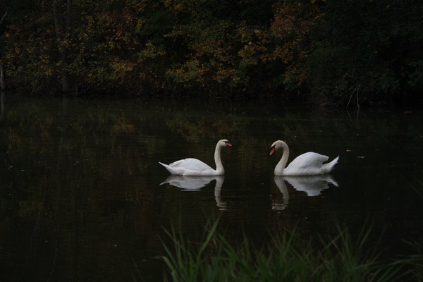 Two Swans II - SW Minnesota