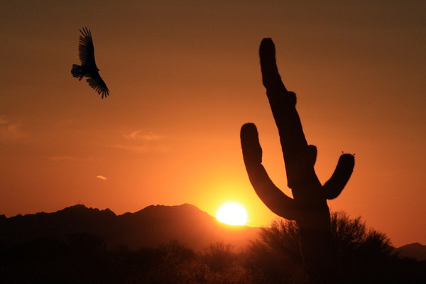 Hawk at Sunset - Tuscon, Arizona