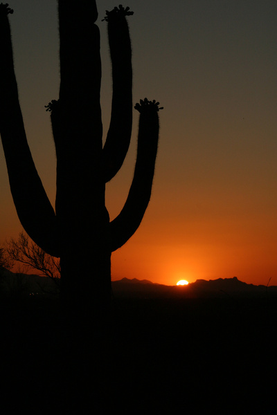 Saguaro Sunset II - Tuscon, Arizona