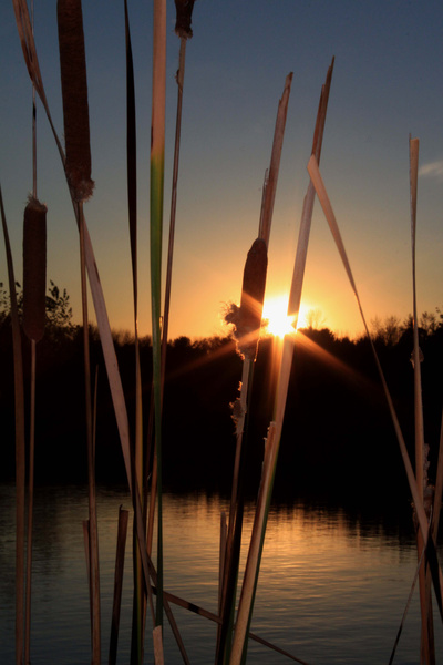 Cattail sunset - Marshall, Minnesota