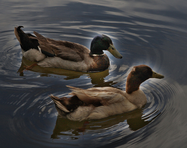 Desert Ducks II - Tuscon, Arizona